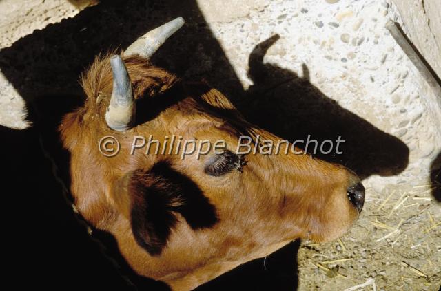 bos taurus africanus.JPG - Vache Brune de l’AtlasBos taurus africanusBrown AtlasArtiodactyla, BovidaeMaroc